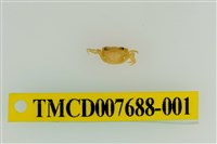 藏品(拉氏清溪蟹)的圖片